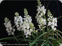 Rynchodenia Magic Wand Alba